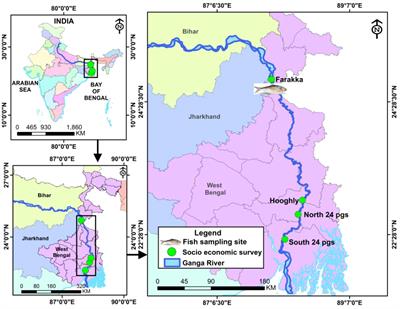 Distribution patterns of antioxidants in the organs of anadromous fish Tenualosa ilisha (Hamilton, 1822)—a profiling in different age groups for future application in anti-aging